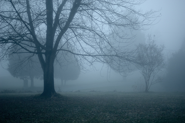 Fog © Vincent Knaus