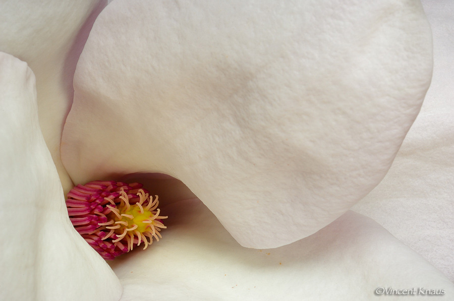 Magnolia Blossom.