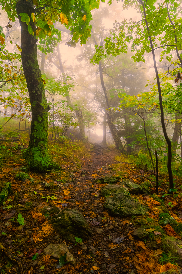 Trail in Shenandoah National Park